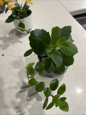 Green Succulent kalanchoe Houseplant - Glossy Round Leaves